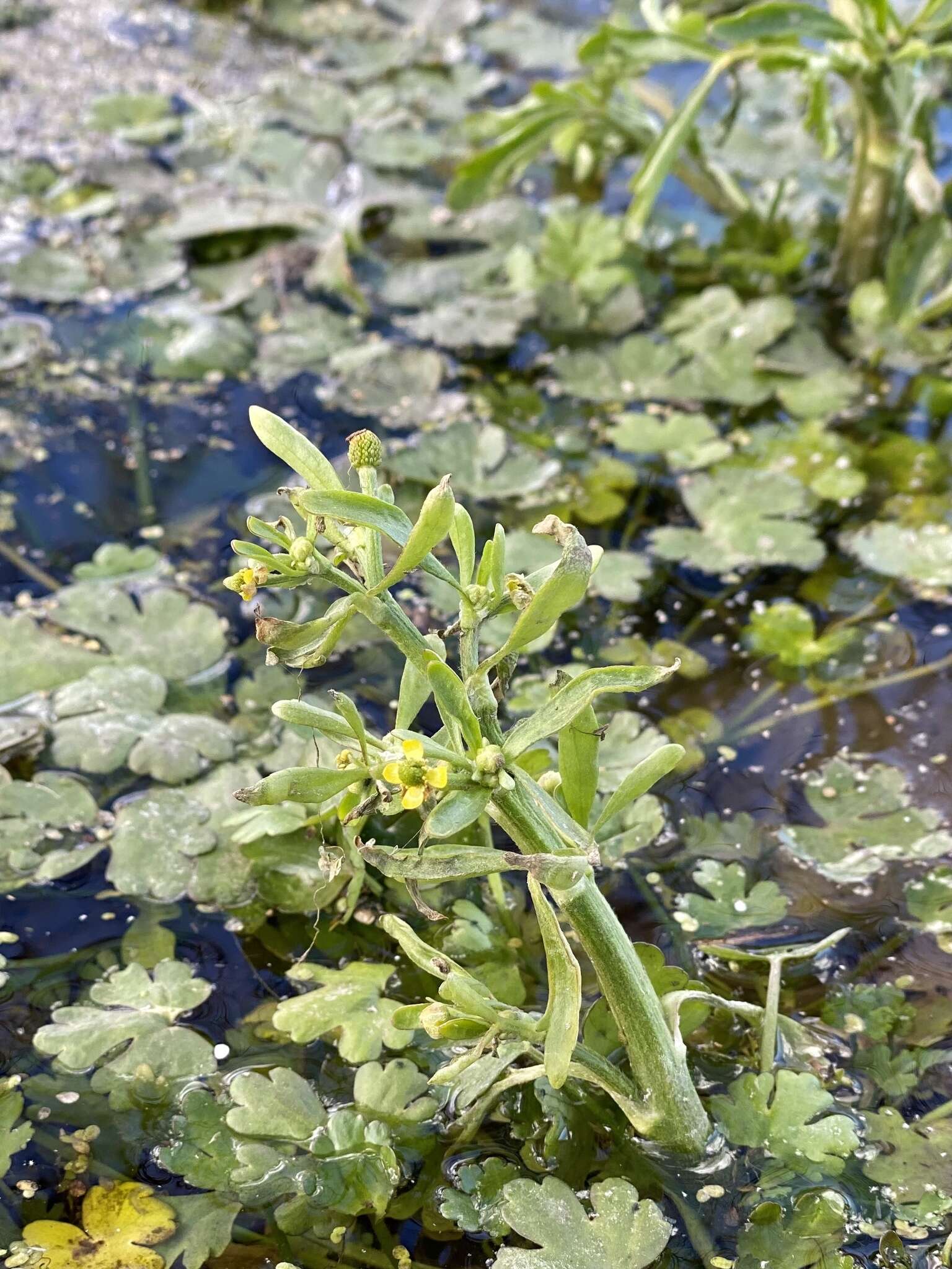 Слика од Ranunculus sceleratus var. multifidus Nutt. ex Torr. & A. Gray