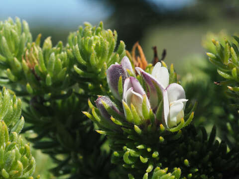 Image of Aspalathus forbesii Harv.