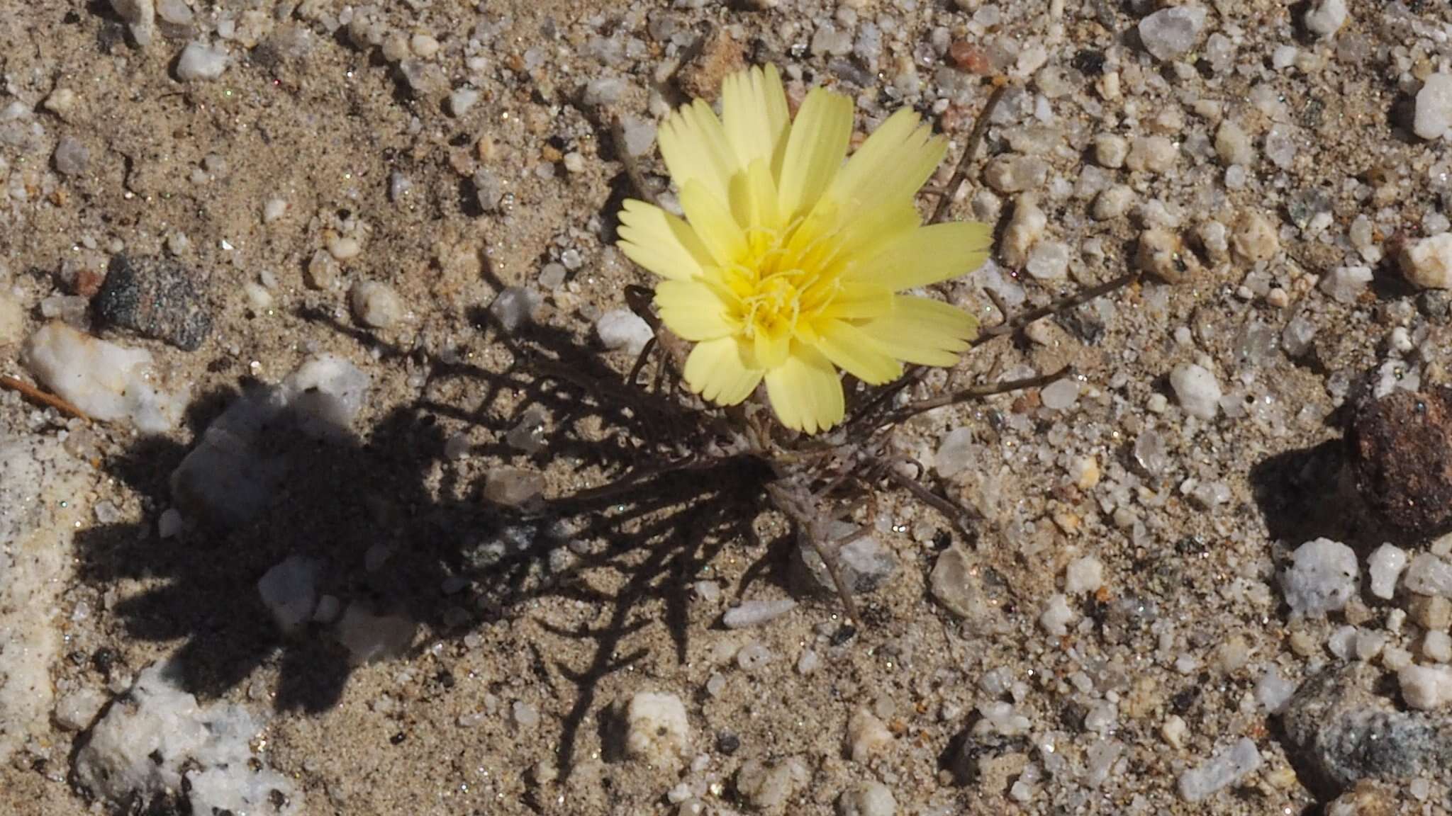 Слика од Calycoseris parryi A. Gray