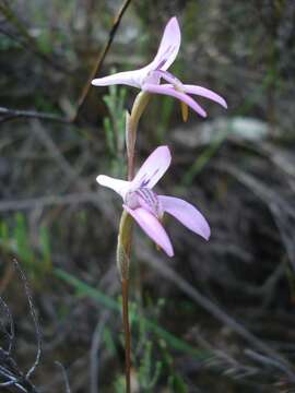 Imagem de Disa bifida (Thunb.) Sw.