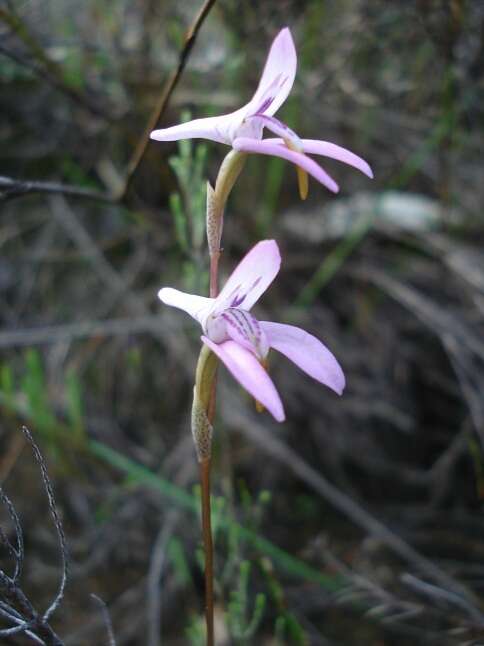 Image of Disa bifida (Thunb.) Sw.