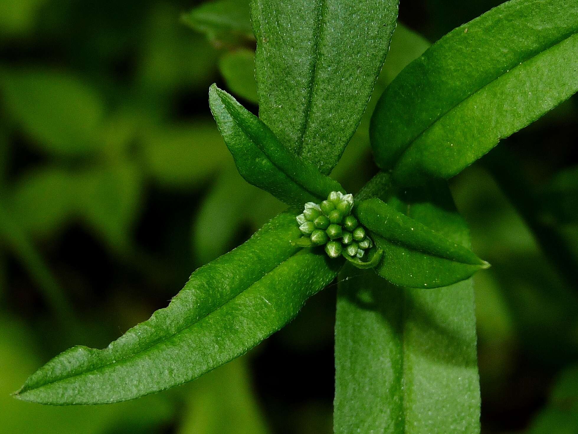 Image of Myosotis nemorosa Besser