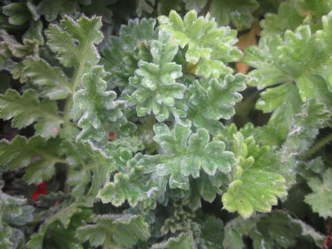 Image of Scarlet pelargonium