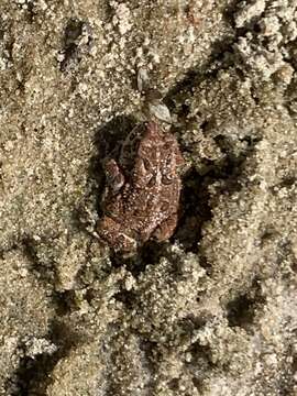 Image of Canadian Toad