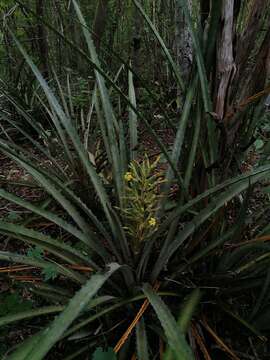 Bromelia palmeri Mez的圖片