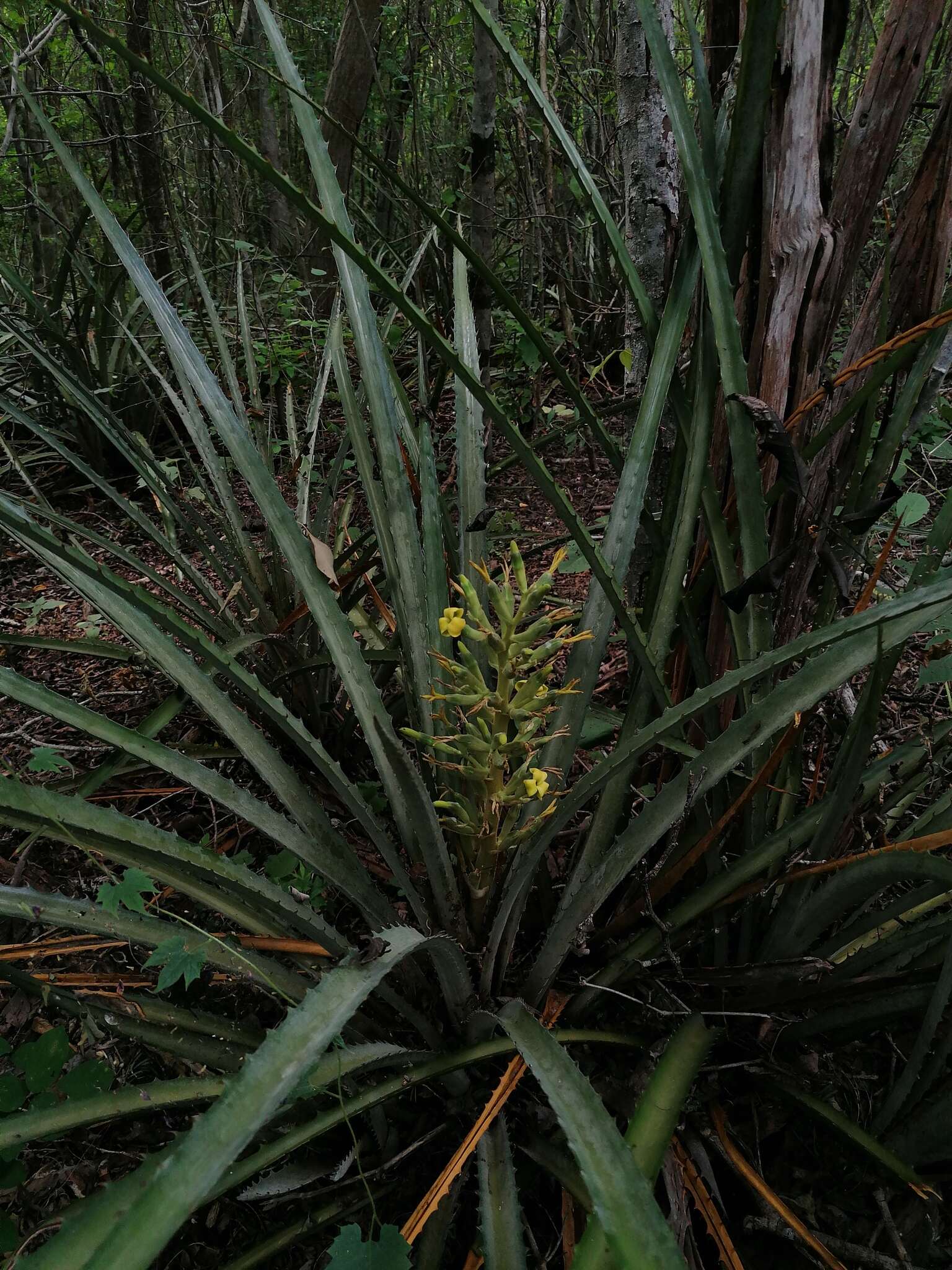 Bromelia palmeri Mez的圖片