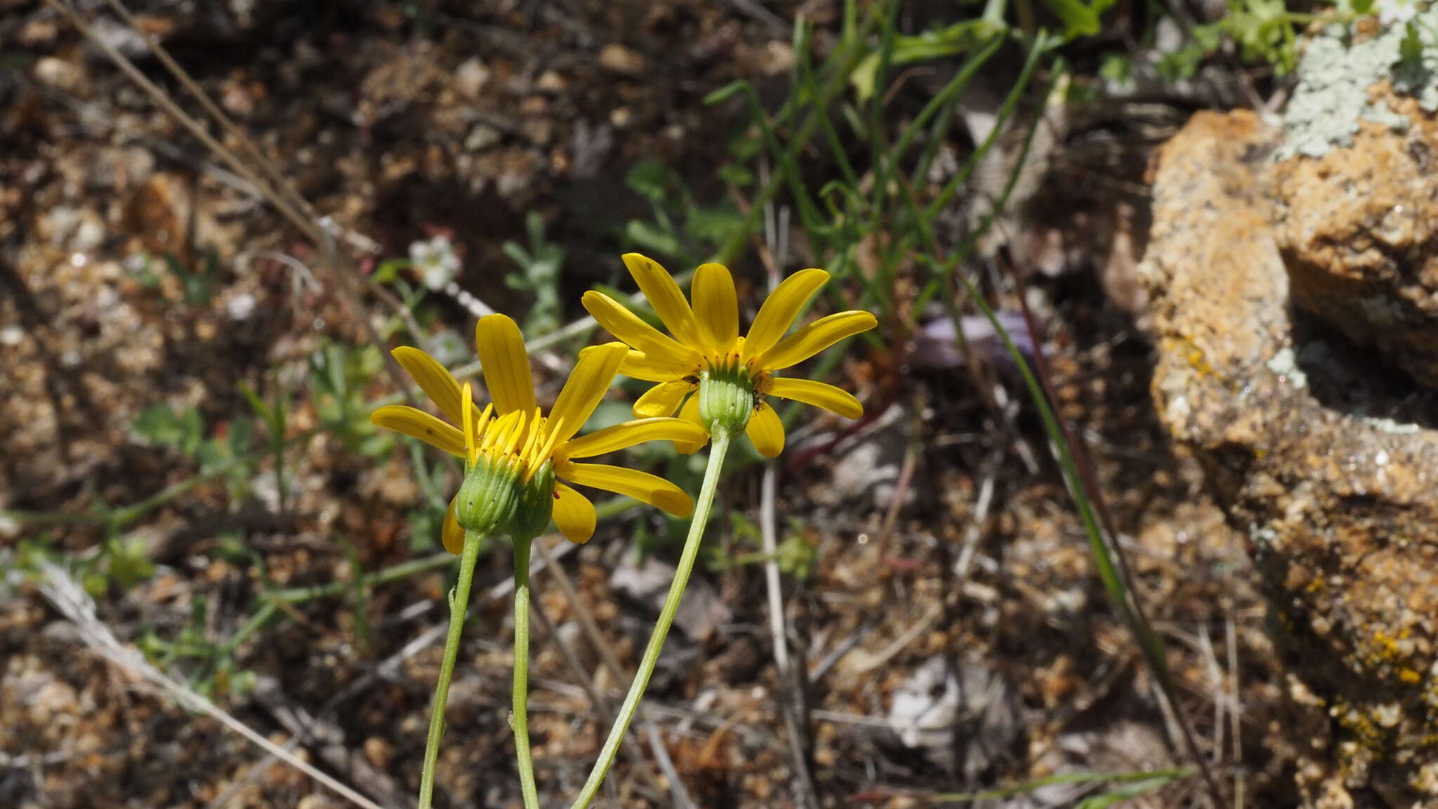 Image of California ragwort