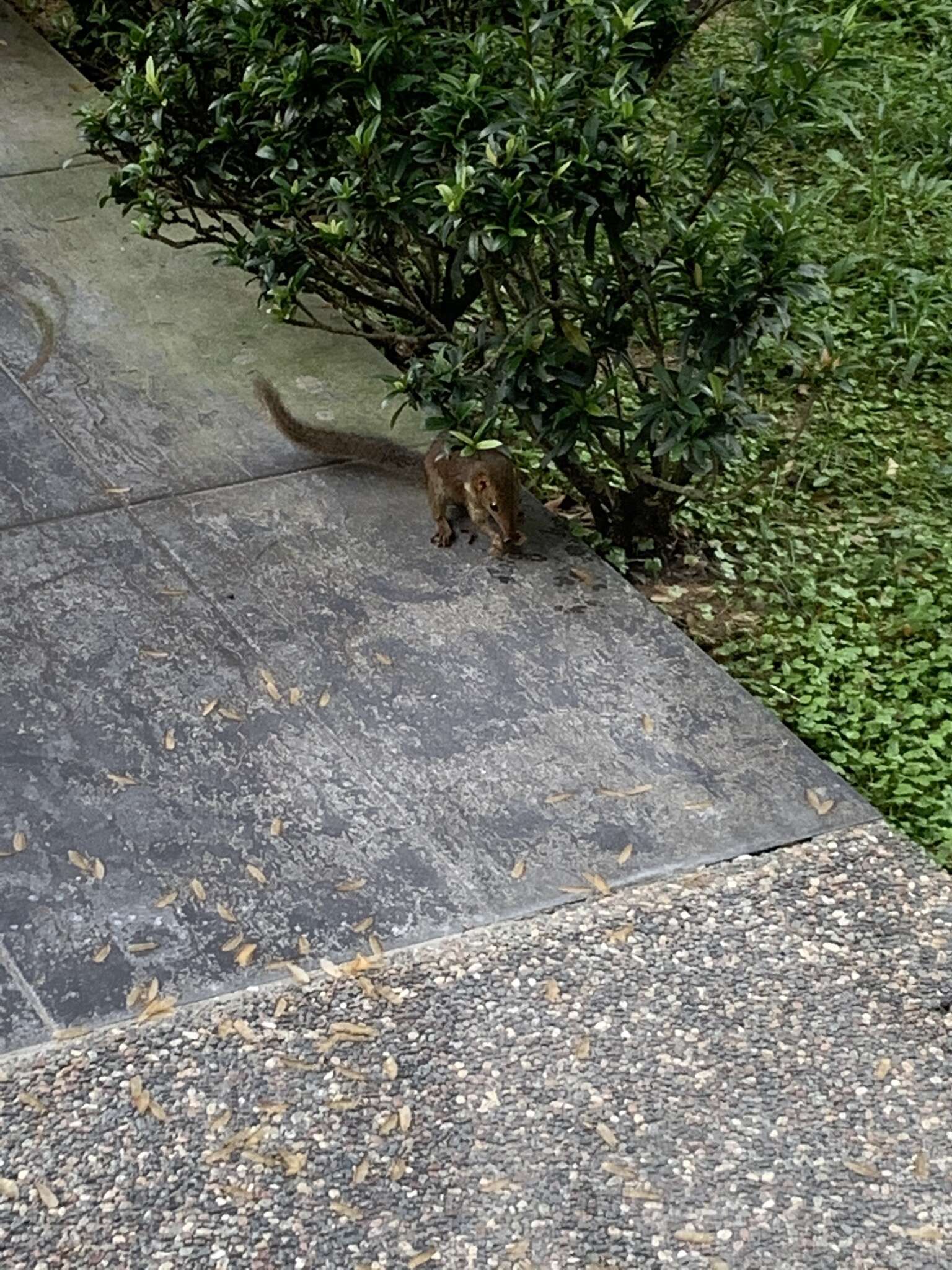 Image of Common Tree Shrew