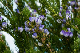 صورة Psoralea pinnata L.