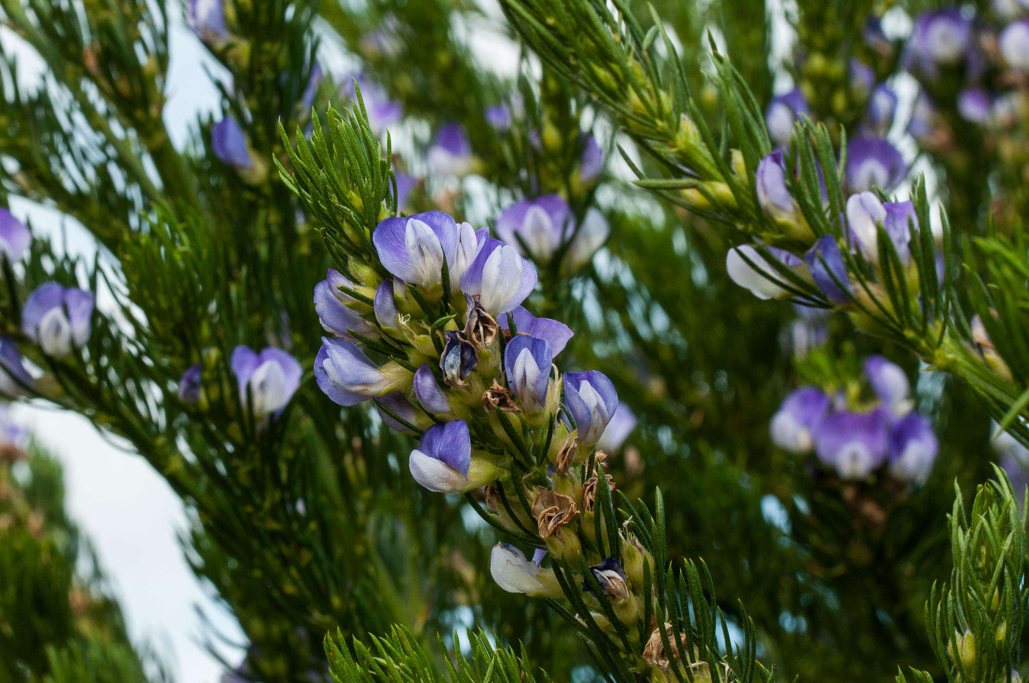 Plancia ëd Psoralea pinnata L.