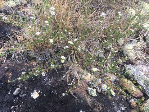 Image of Pringle's aster