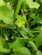 Image de Hydrocotyle bowlesioides Mathias & Constance