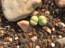 صورة Gibbaeum heathii (N. E. Br.) L. Bol.