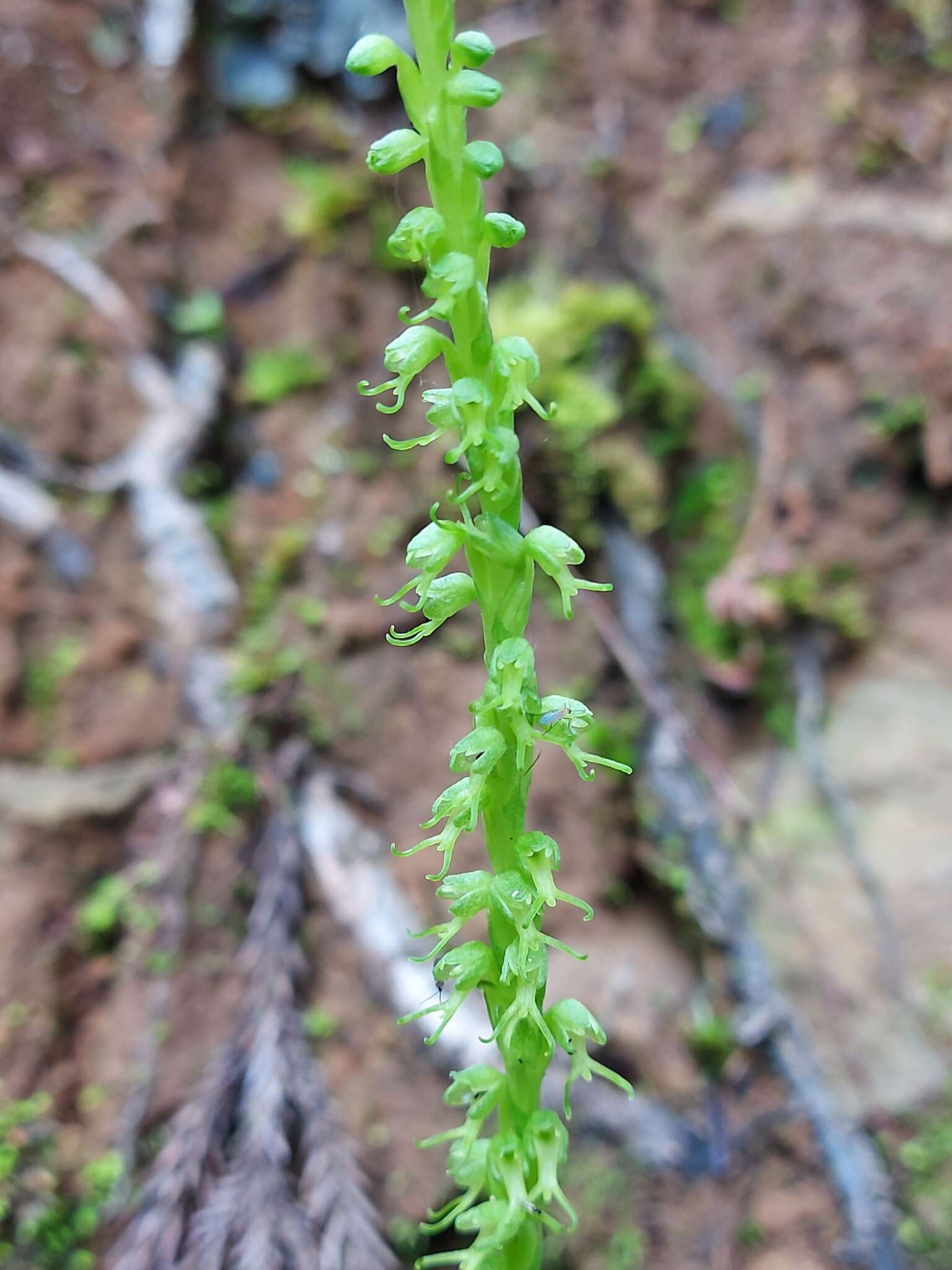 Herminium lanceum (Thunb. ex Sw.) Vuijk resmi