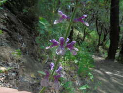 Imagem de Stachys grandidentata Lindl.