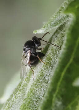 Image of Aulacidea acroptilonica Tyurebaev 1979