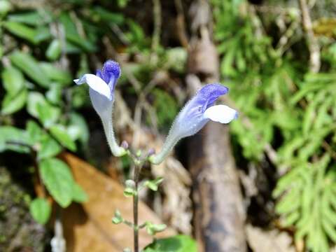 Image of Scutellaria formosana N. E. Br.