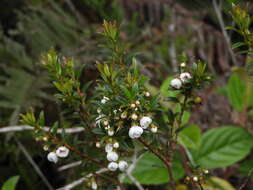 Imagem de Myrteola nummularia (Poir.) O. Berg