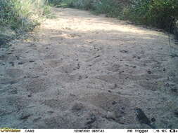 Image of Bearded Scrub Robin