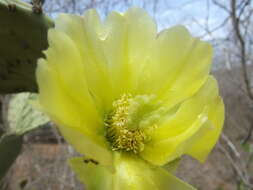 Image of Opuntia wilcoxii Britton & Rose