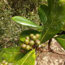 Image of Psychotria megalocarpa (Bremek.) A. P. Davis & Govaerts