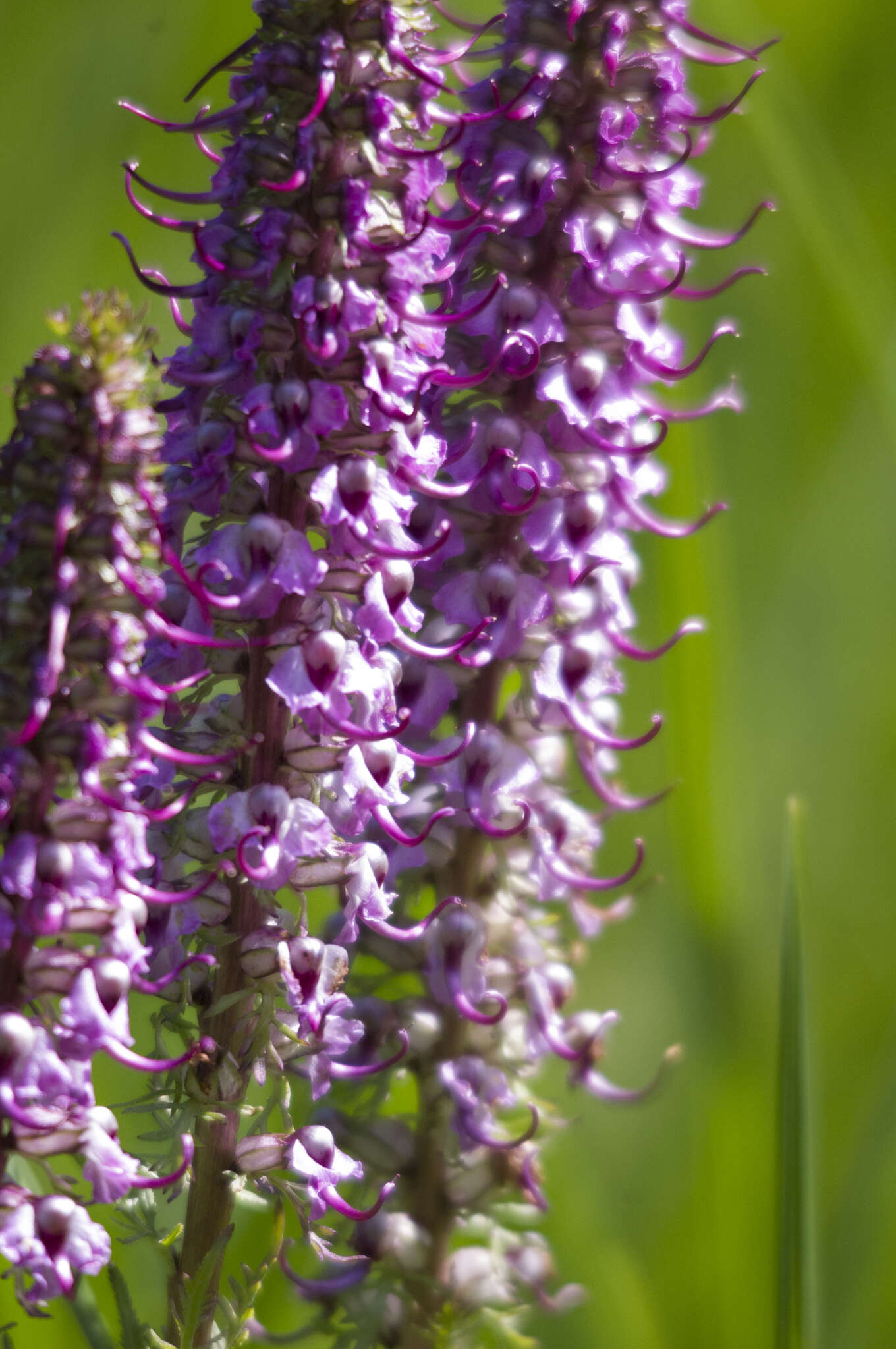 Image of elephanthead lousewort