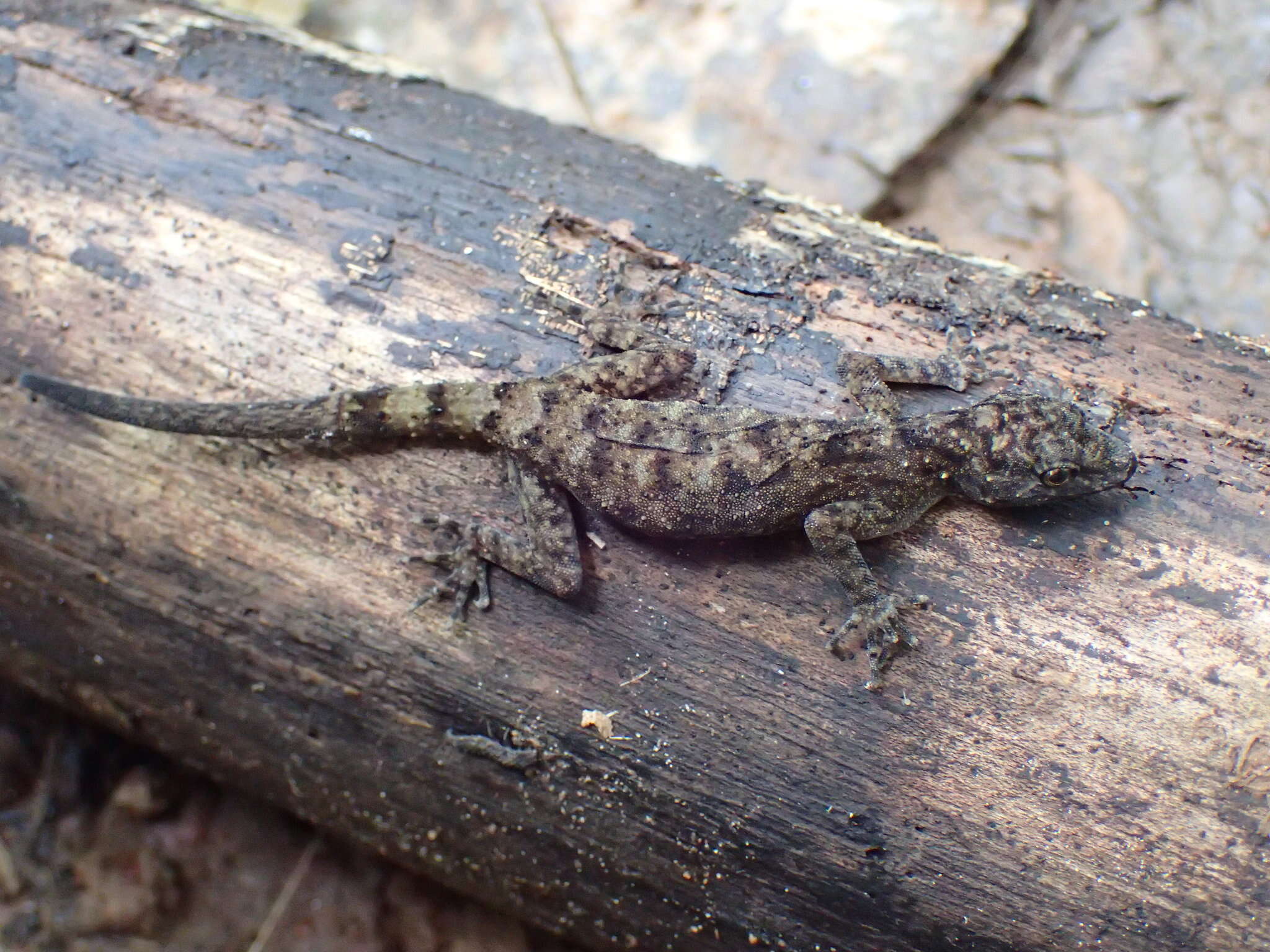 Слика од Cnemaspis spinicollis (Müller 1907)