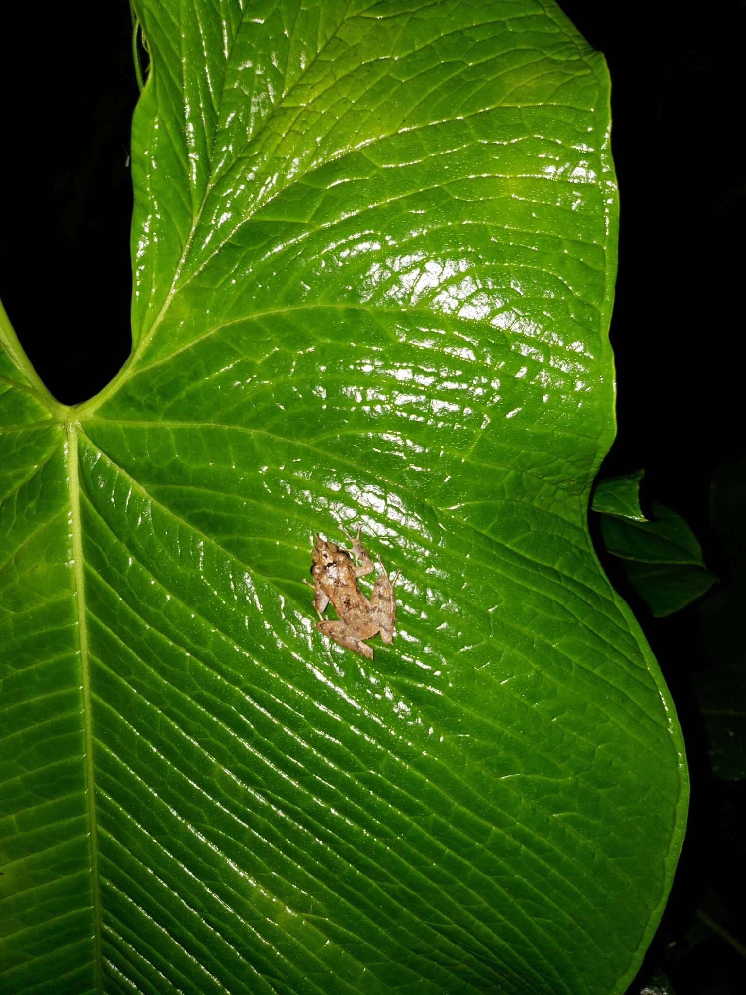 Image of Pacific robber frog