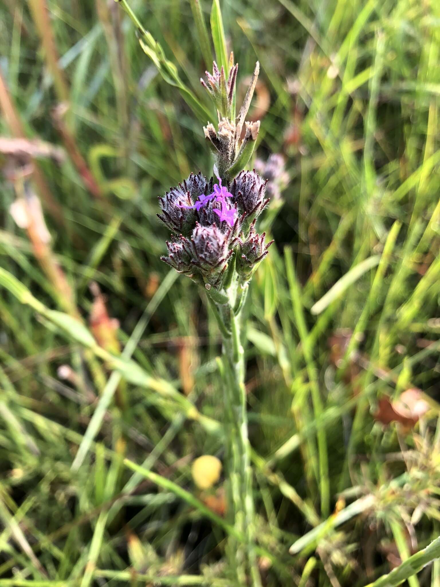 Carphephorus pseudoliatris Cass.的圖片