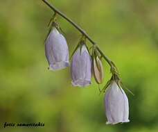 Image of Campanula cretica (A. DC.) D. Dietr.