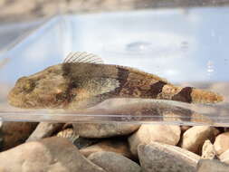 Image of Banded Sculpin