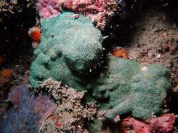 Image of stone-leaf coral