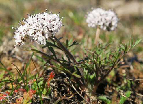 Image of Gorman's biscuitroot