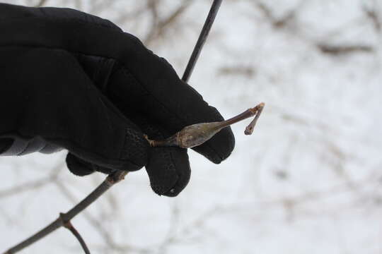 Image of Boxelder Twig Borer