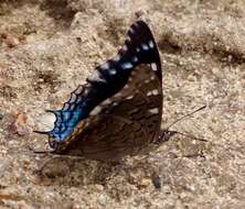 صورة Charaxes guderiana Dewitz 1879