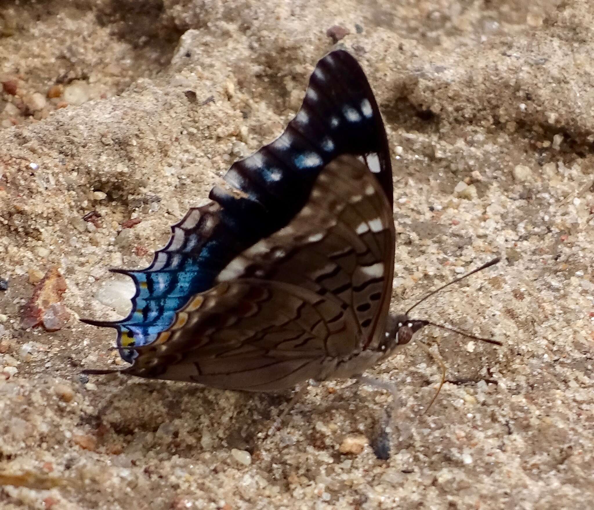 Imagem de Charaxes guderiana Dewitz 1879