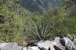 Image of Agave difformis A. Berger