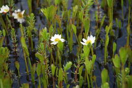 Ranunculus pallasii Schltdl.的圖片