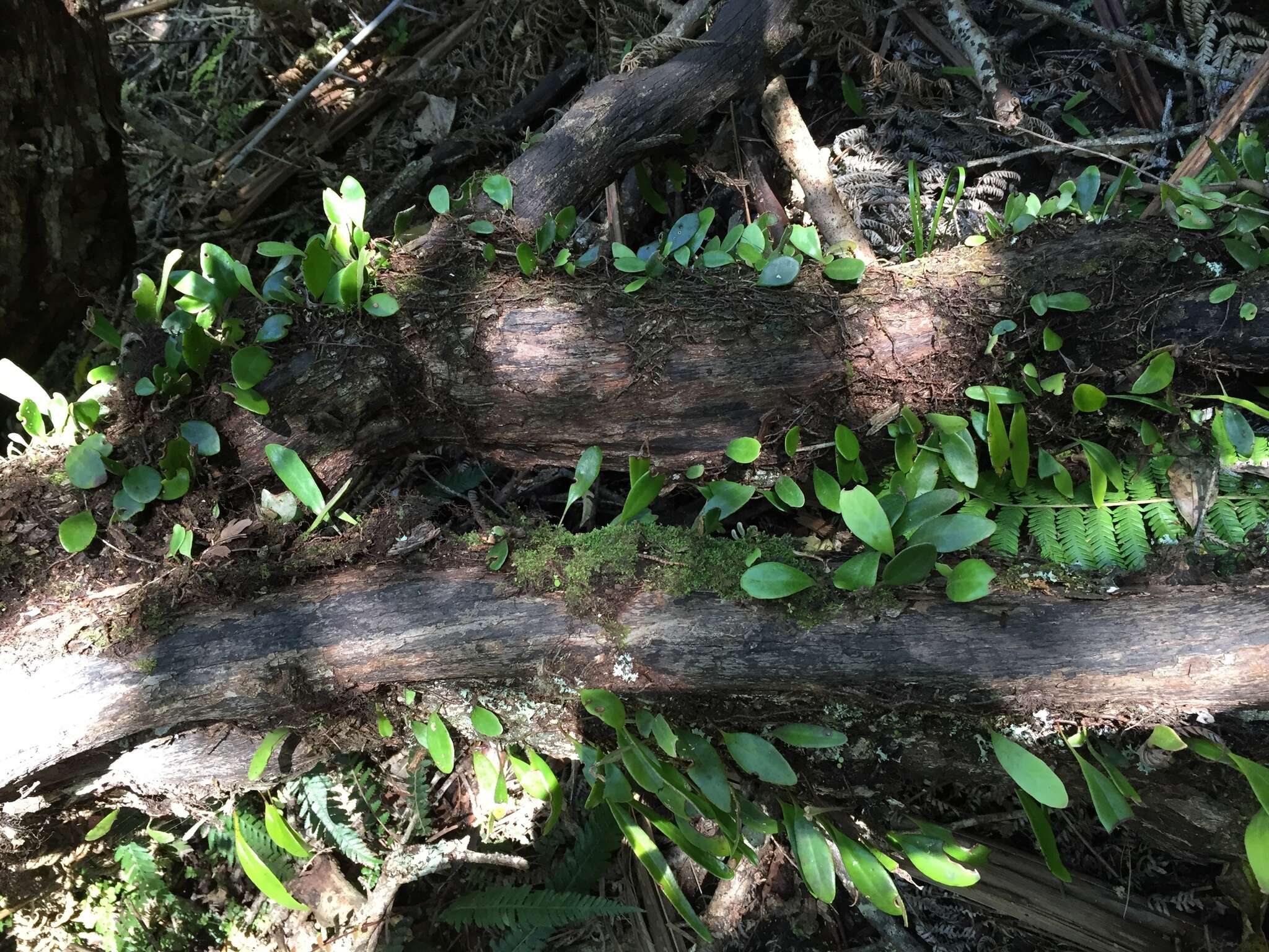 Image of leather-leaf fern