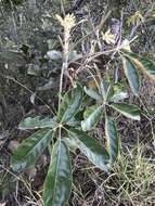 Image of Schefflera macrocarpa (Cham. & Schltdl.) Frodin