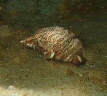 Image of grunt sculpins