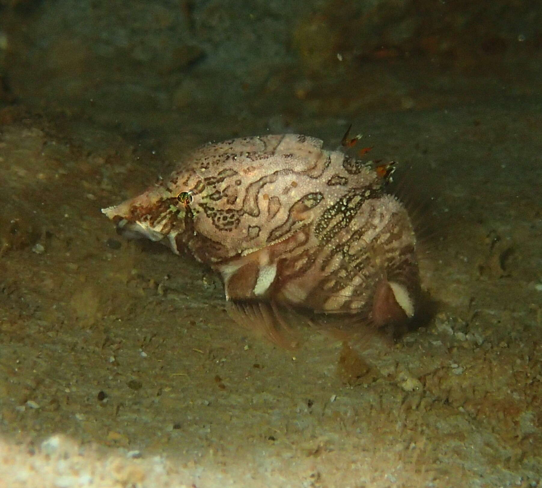 Image of grunt sculpins