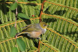 Image of Silvereye