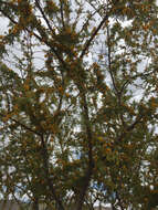 Image of Mealy False Acacia