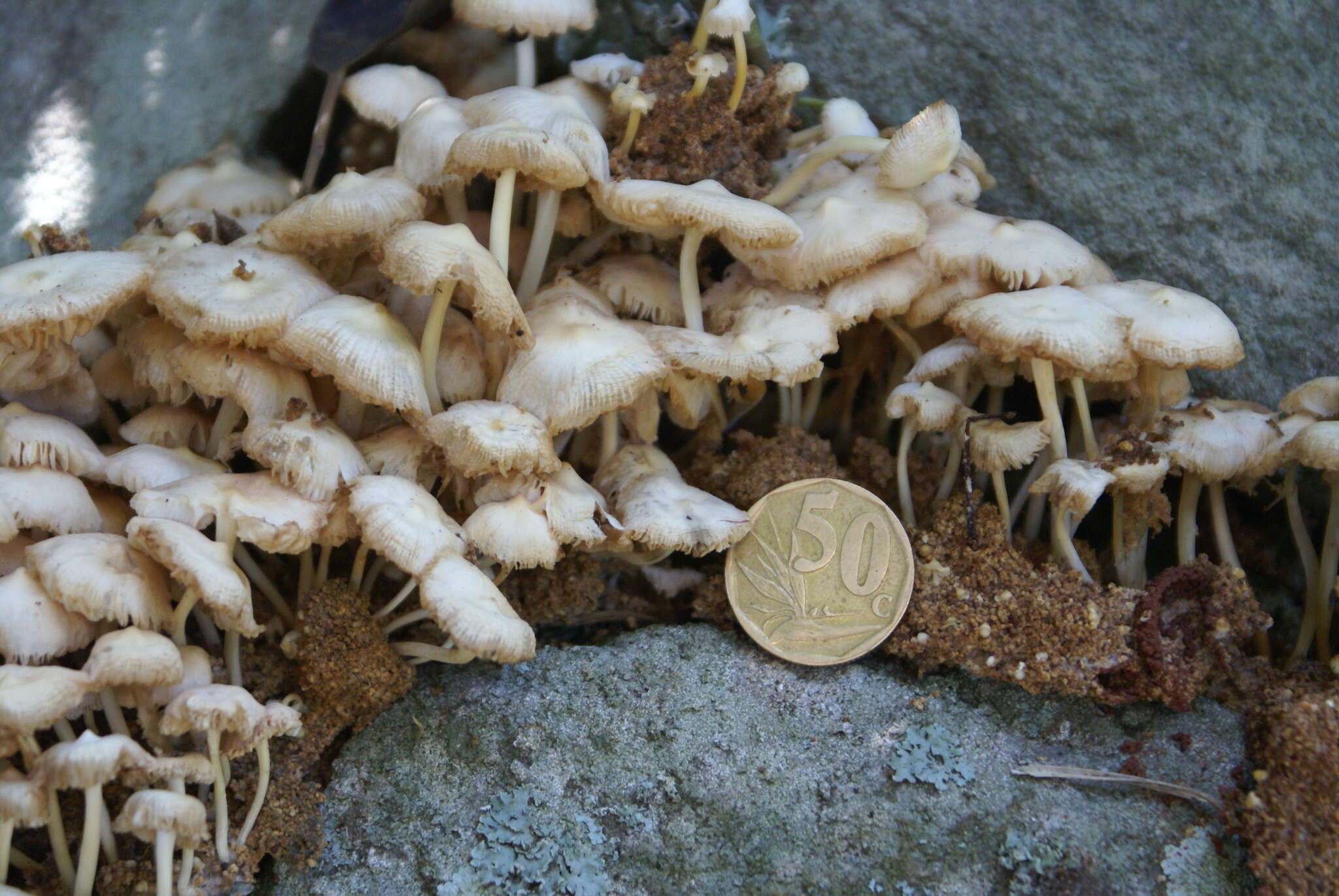 Image of Termitomyces microcarpus (Berk. & Broome) R. Heim 1942