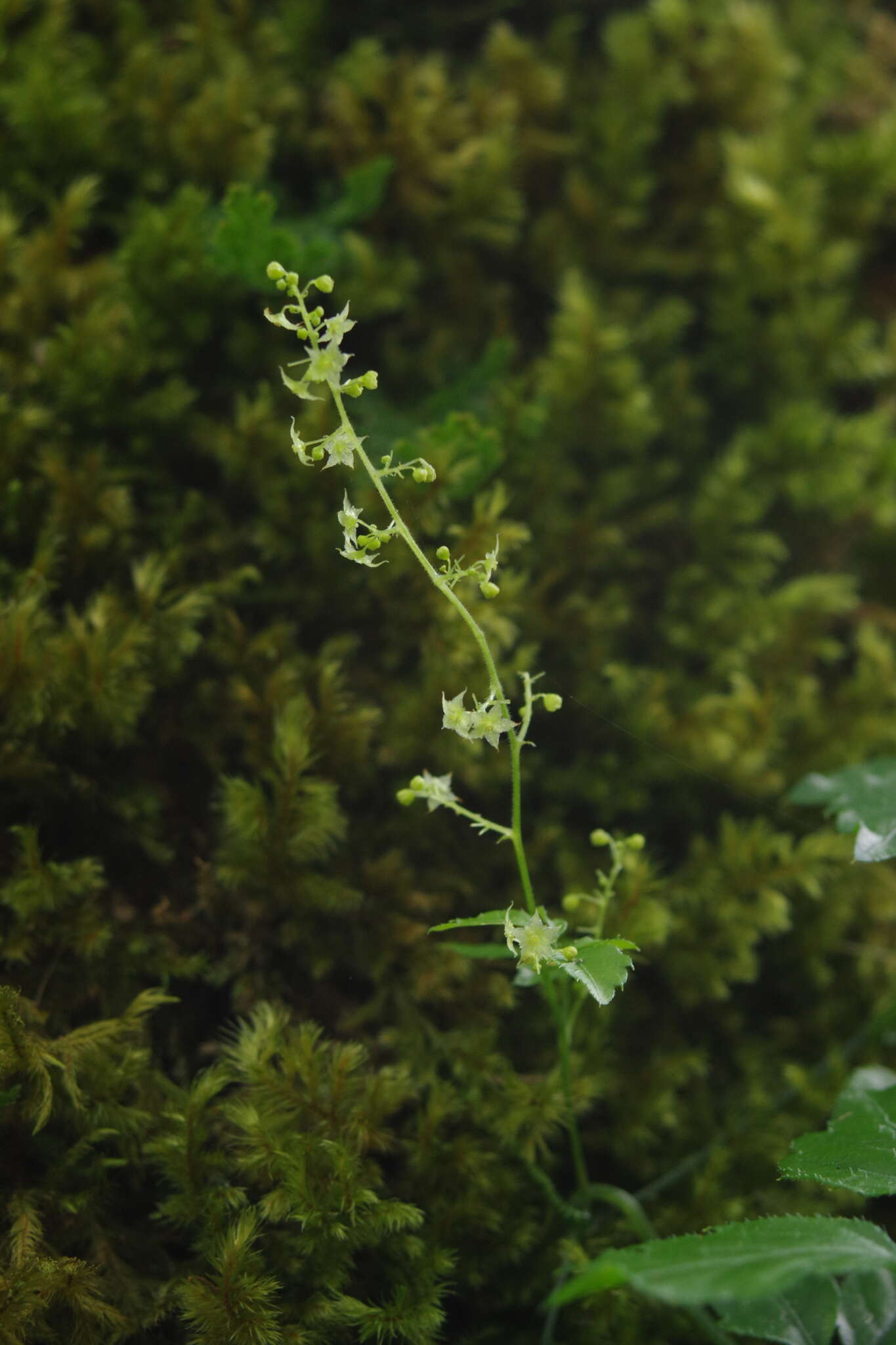 Plancia ëd Gynostemma pentaphyllum (Thunb.) Makino