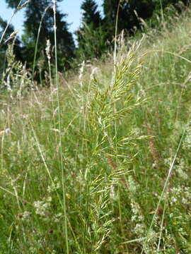 Image of golden oat grass