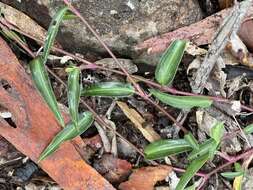 Commelina lanceolata R. Br.的圖片