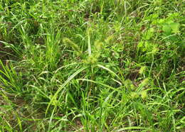 Image of manyflower flatsedge