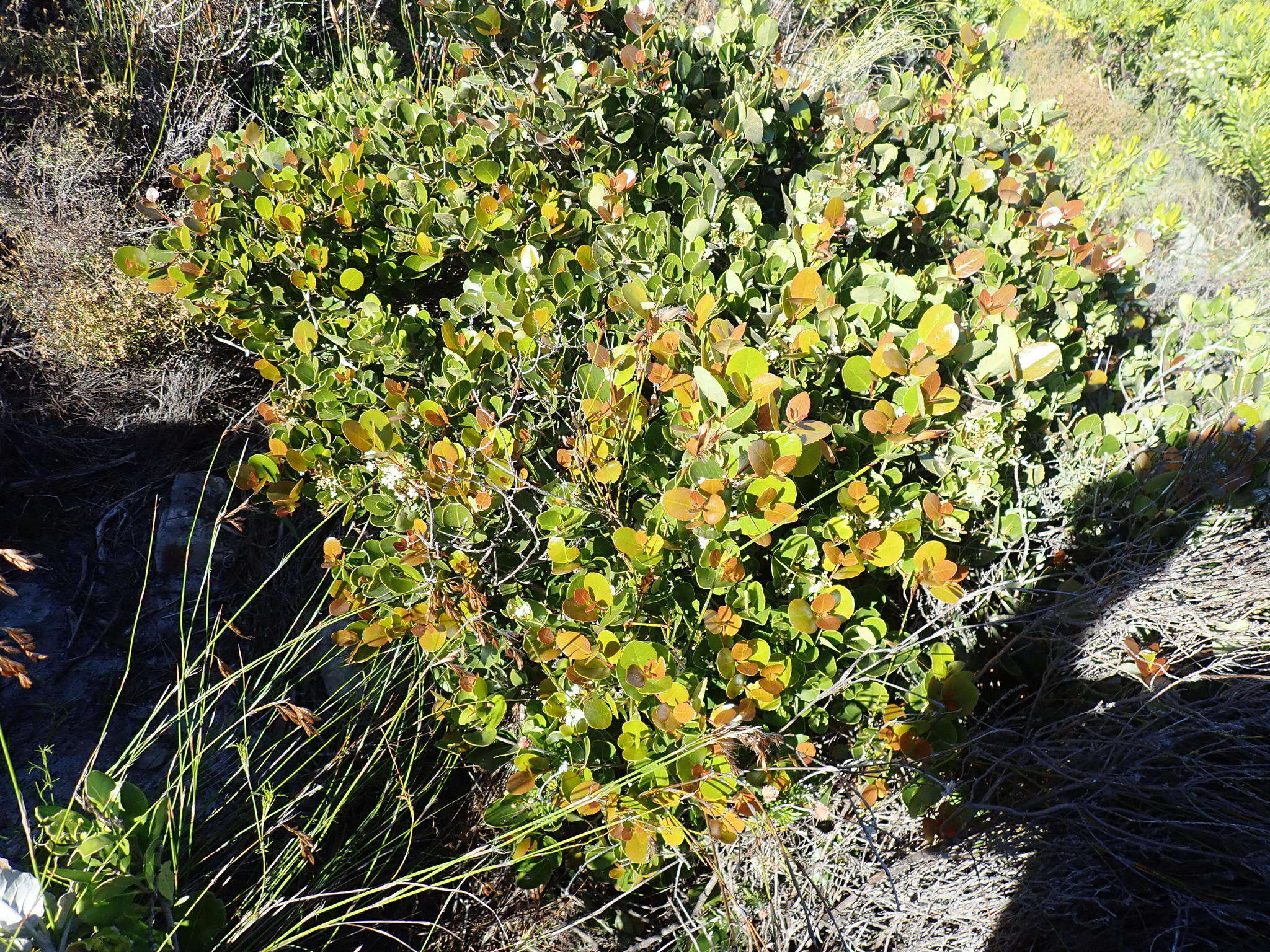 Image of Cassine peragua subsp. barbara (L.) R. H. Archer